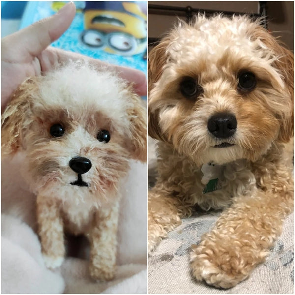 About Myminipets.com