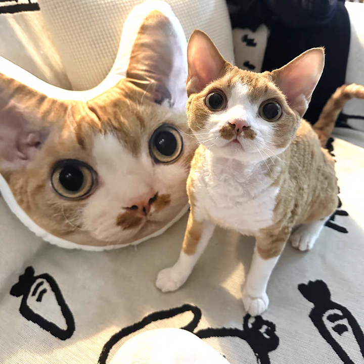 A custom pet shaped pillow