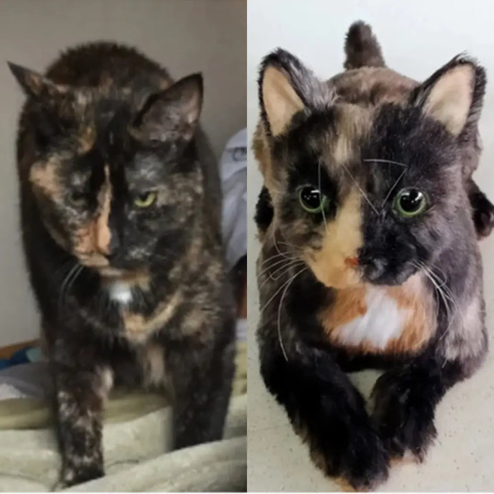 Stuffed plush cat | myminipets